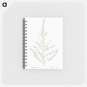 アートメモ帳-Sea asparagus illustration - ピエール ジョゼフ ルドゥーテ Memo.