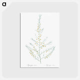 アートポストカード-Sea asparagus illustration - ピエール ジョゼフ ルドゥーテ Postcard.