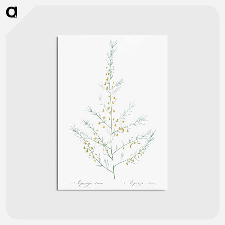 アートポストカード-Sea asparagus illustration - ピエール ジョゼフ ルドゥーテ Postcard.