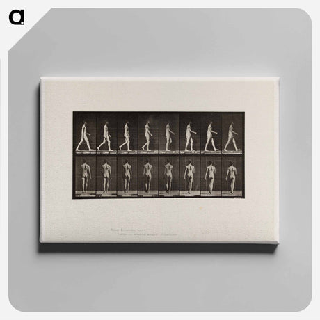 アートパネル-Naked Man Walking
 - エドワード マイブリッジ Canvas.