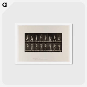 アートポストカード-Naked Man Walking
 - エドワード マイブリッジ Postcard.