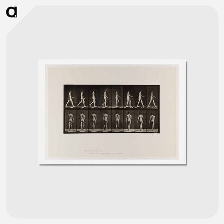 アートポストカード-Naked Man Walking
 - エドワード マイブリッジ Postcard.
