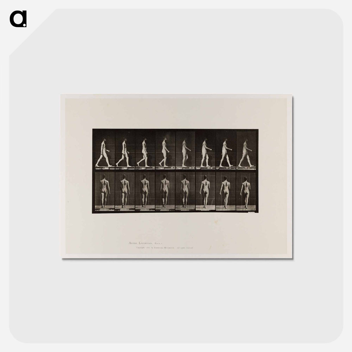 アートポストカード-Naked Man Walking
 - エドワード マイブリッジ Postcard.