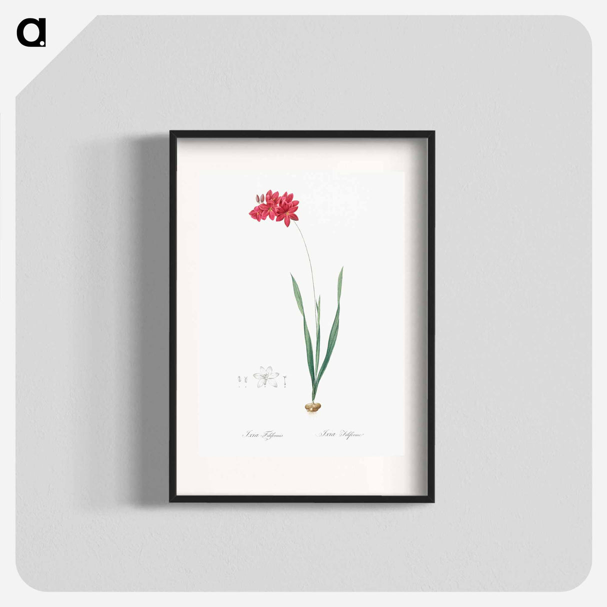 Ixia filiformis - Pierre Joseph Redouté Poster.