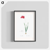 Ixia filiformis - Pierre Joseph Redouté Poster.