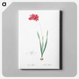 アートパネル-Ixia filiformis - ピエール ジョゼフ ルドゥーテ Canvas.