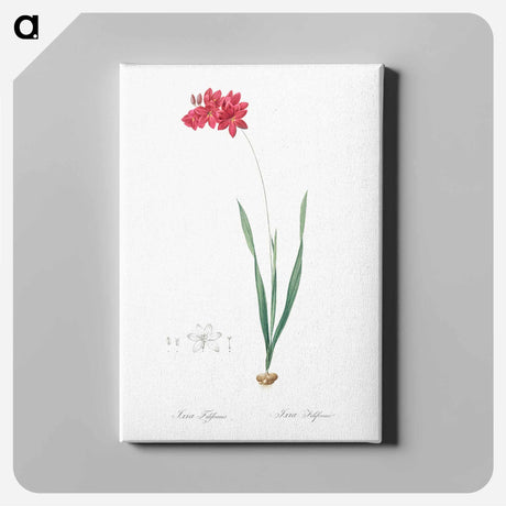 アートパネル-Ixia filiformis - ピエール ジョゼフ ルドゥーテ Canvas.