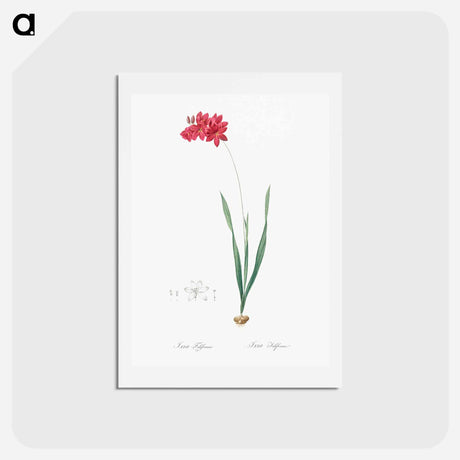 アートポストカード-Ixia filiformis - ピエール ジョゼフ ルドゥーテ Postcard.