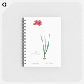 アートメモ帳-Ixia filiformis - ピエール ジョゼフ ルドゥーテ Memo.