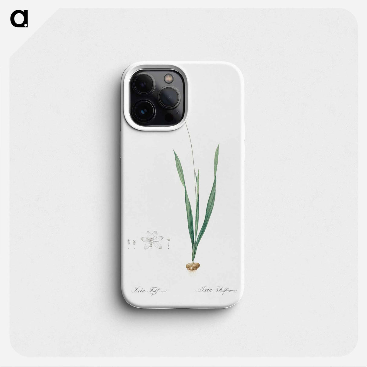 Ixia filiformis - ピエール ジョゼフ ルドゥーテ Phone Case.