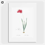 Ixia filiformis - Pierre Joseph Redouté Poster.