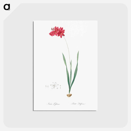 アートポストカード-Ixia filiformis - ピエール ジョゼフ ルドゥーテ Postcard.