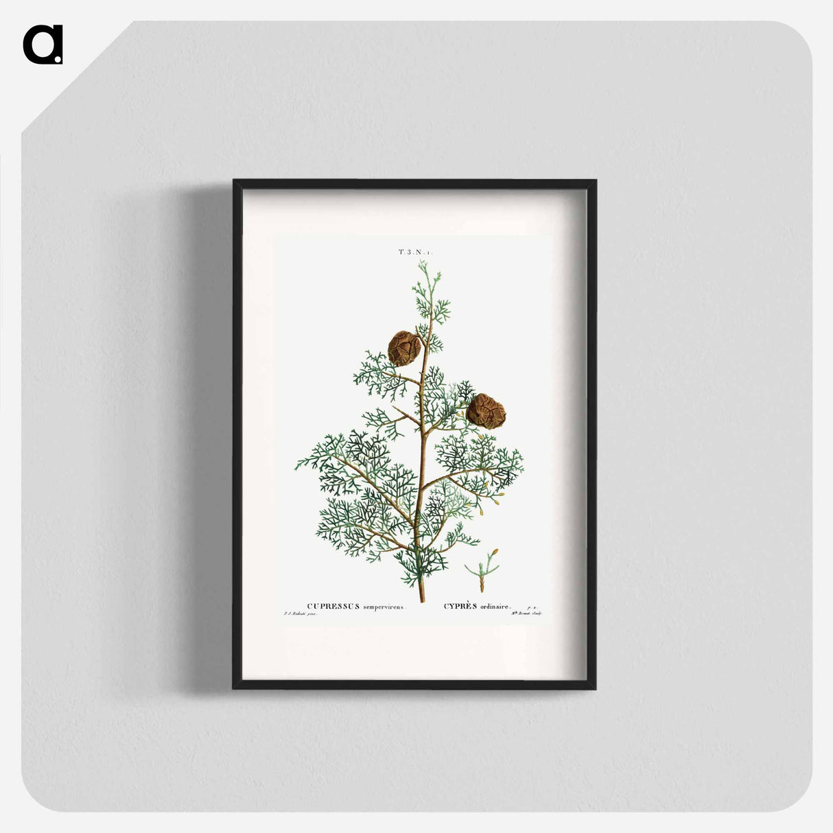 Mediterranean cypress - Pierre Joseph Redouté Poster.