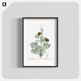 Mediterranean cypress - Pierre Joseph Redouté Poster.