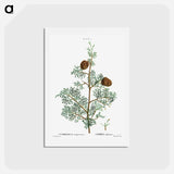 アートポストカード-Mediterranean cypress - ピエール ジョゼフ ルドゥーテ Postcard.