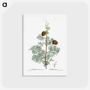 アートポストカード-Mediterranean cypress - ピエール ジョゼフ ルドゥーテ Postcard.