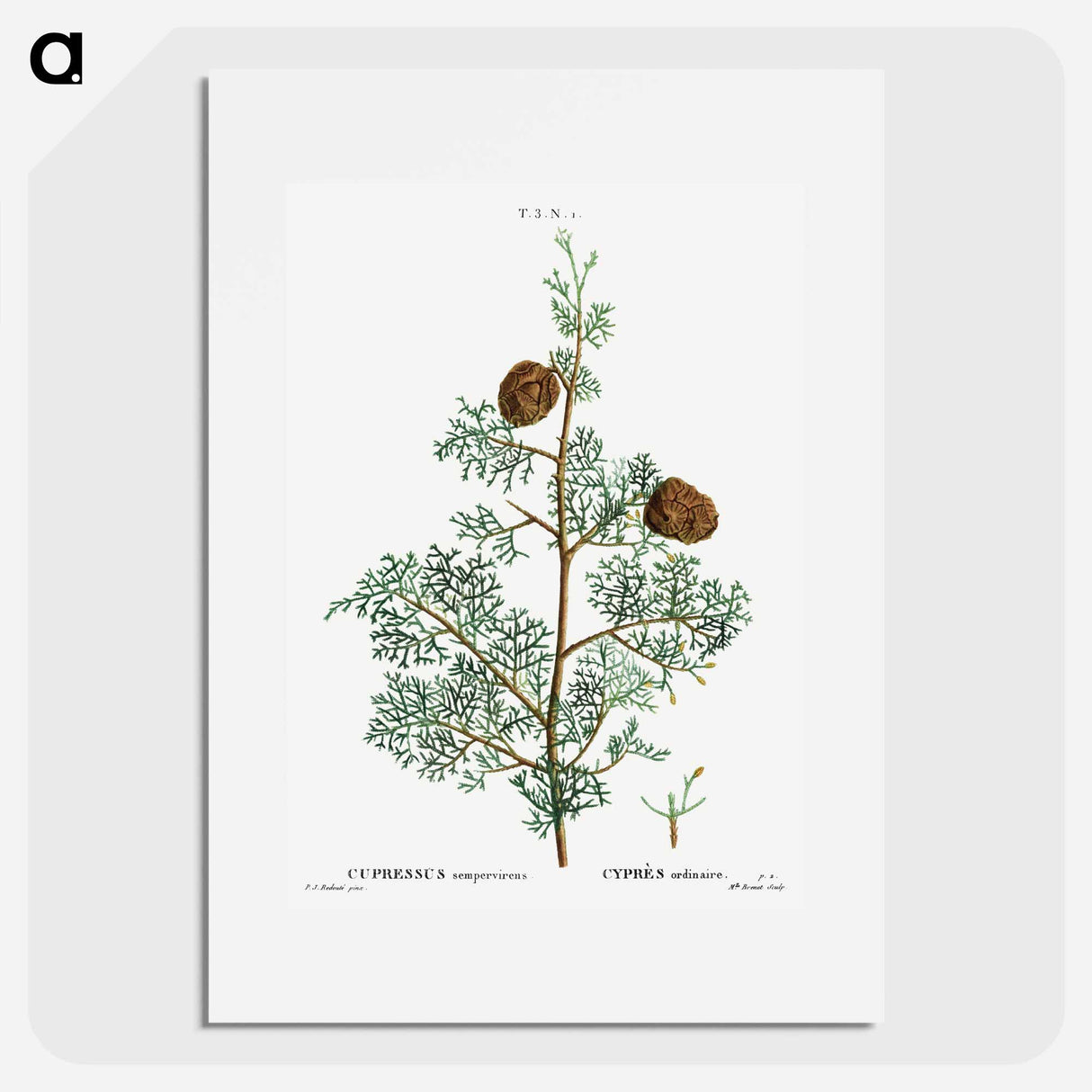 Mediterranean cypress - Pierre Joseph Redouté Poster.