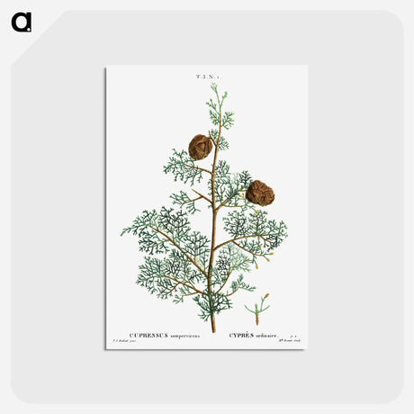 アートポストカード-Mediterranean cypress - ピエール ジョゼフ ルドゥーテ Postcard.