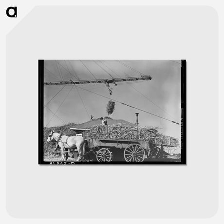 アートポストカード-Unloading Sugarcane
 - ラッセル リー Postcard.