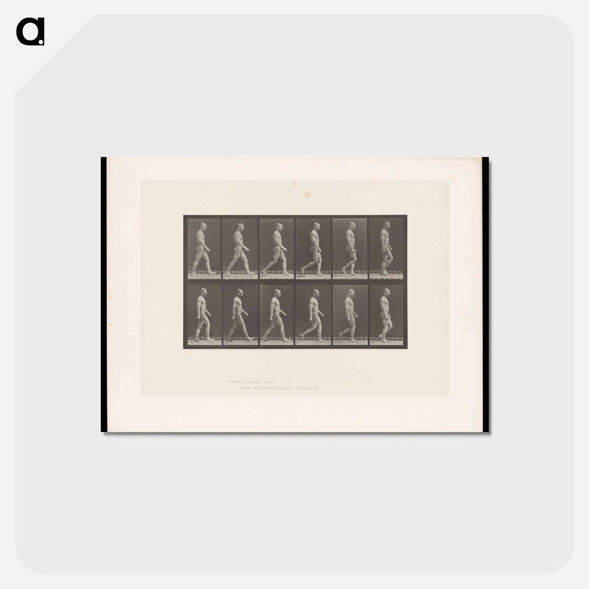 アートポストカード-Man Walking
 - エドワード マイブリッジ Postcard.