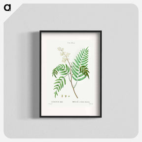 アートポスター-Peruvian pepper (Schinus molle) - ピエール ジョゼフ ルドゥーテ Poster.