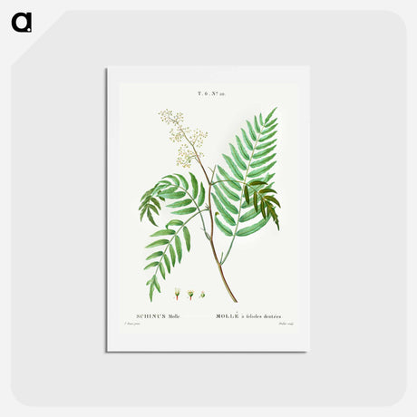 アートポストカード-Peruvian pepper (Schinus molle) - ピエール ジョゼフ ルドゥーテ Postcard.