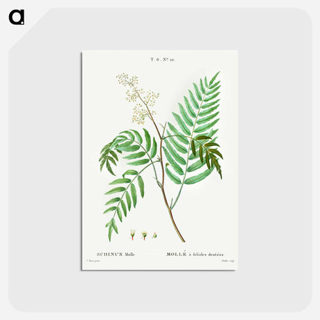 アートポストカード-Peruvian pepper (Schinus molle) - ピエール ジョゼフ ルドゥーテ Postcard.