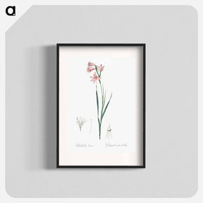 アートポスター-Painted lady illustration - ピエール ジョゼフ ルドゥーテ Poster.