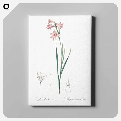 アートパネル-Painted lady illustration - ピエール ジョゼフ ルドゥーテ Canvas.