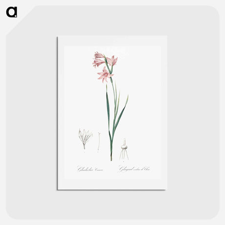 アートポストカード-Painted lady illustration - ピエール ジョゼフ ルドゥーテ Postcard.