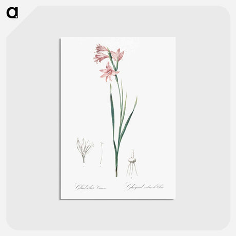 アートポストカード-Painted lady illustration - ピエール ジョゼフ ルドゥーテ Postcard.