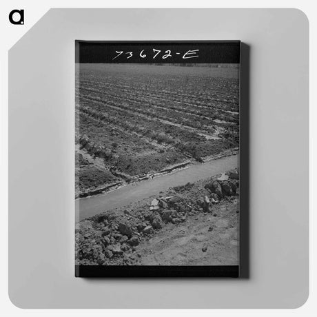 アートパネル-Dairy Cow, Casa Grande Valley Farms
 - ラッセル リー Canvas.