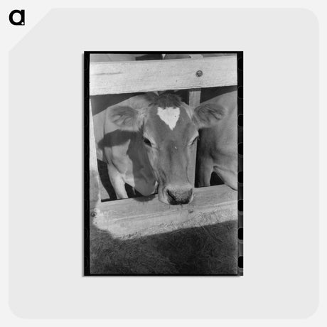 アートポストカード-Dairy Cow, Casa Grande Valley Farms
 - ラッセル リー Postcard.