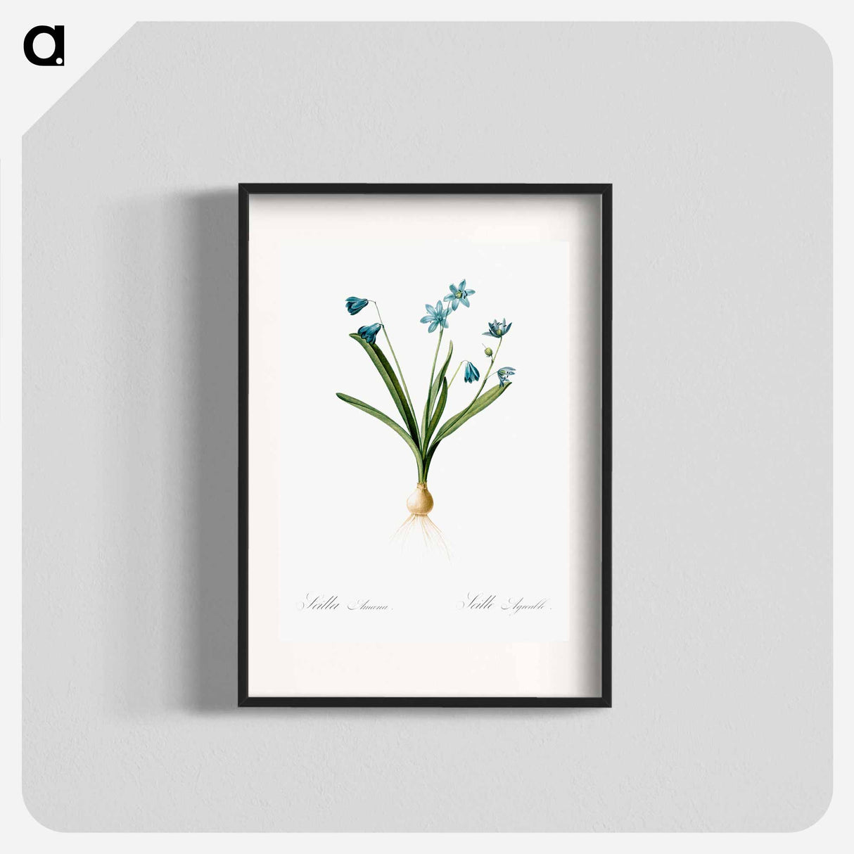 Scilla amoena illustration - Pierre Joseph Redouté Poster.