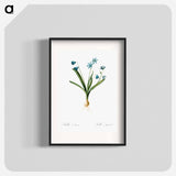 Scilla amoena illustration - Pierre Joseph Redouté Poster.