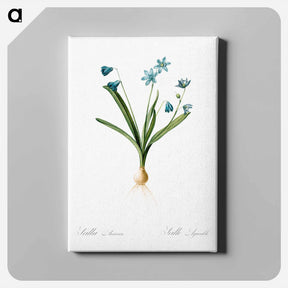 アートパネル-Scilla amoena illustration - ピエール ジョゼフ ルドゥーテ Canvas.