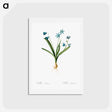 アートポストカード-Scilla amoena illustration - ピエール ジョゼフ ルドゥーテ Postcard.