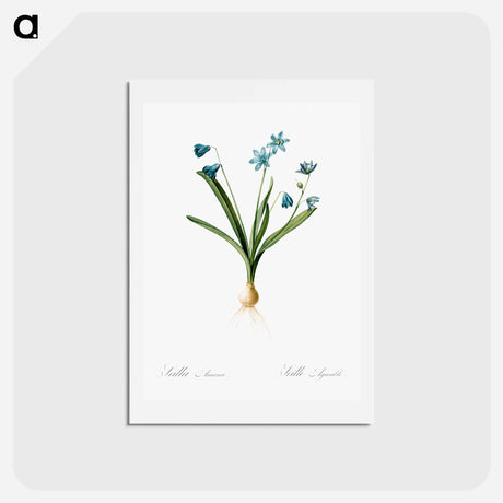 アートポストカード-Scilla amoena illustration - ピエール ジョゼフ ルドゥーテ Postcard.