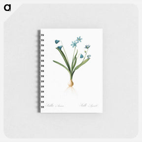 アートメモ帳-Scilla amoena illustration - ピエール ジョゼフ ルドゥーテ Memo.