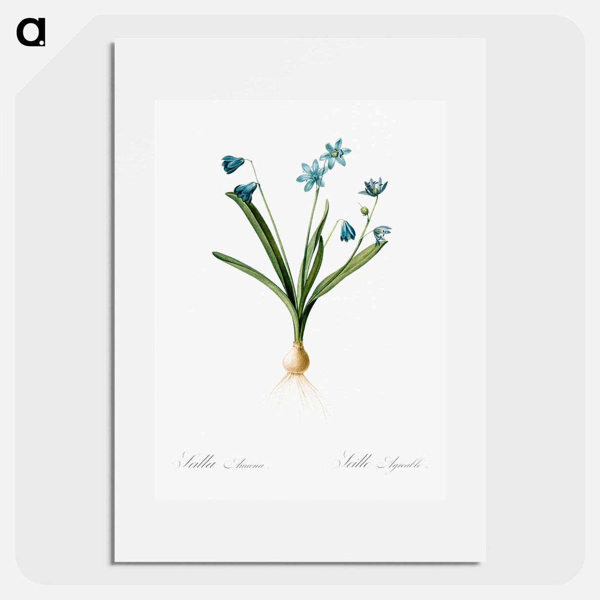 Scilla amoena illustration - Pierre Joseph Redouté Poster.