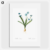 Scilla amoena illustration - Pierre Joseph Redouté Poster.