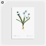 アートポストカード-Scilla amoena illustration - ピエール ジョゼフ ルドゥーテ Postcard.