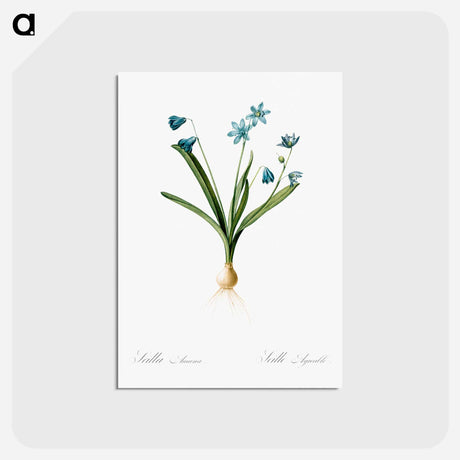 アートポストカード-Scilla amoena illustration - ピエール ジョゼフ ルドゥーテ Postcard.