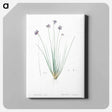 アートパネル-Vanilla lily illustration - ピエール ジョゼフ ルドゥーテ Canvas.