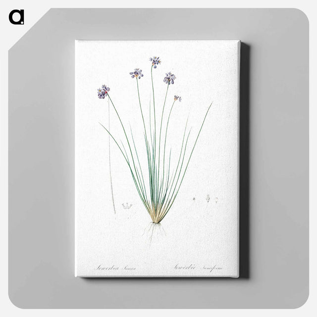 アートパネル-Vanilla lily illustration - ピエール ジョゼフ ルドゥーテ Canvas.