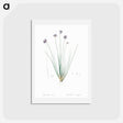 アートポストカード-Vanilla lily illustration - ピエール ジョゼフ ルドゥーテ Postcard.