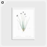 アートポストカード-Vanilla lily illustration - ピエール ジョゼフ ルドゥーテ Postcard.