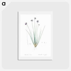 アートポストカード-Vanilla lily illustration - ピエール ジョゼフ ルドゥーテ Postcard.