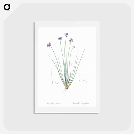 アートポストカード-Vanilla lily illustration - ピエール ジョゼフ ルドゥーテ Postcard.