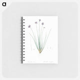 Vanilla lily illustration - ピエール ジョゼフ ルドゥーテ Memo.